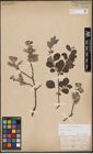 Foto von Salix aurita L.